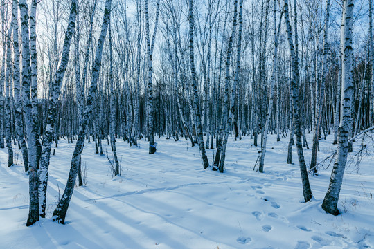 雪地白桦树林