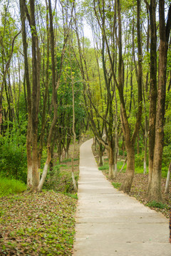 林间小路