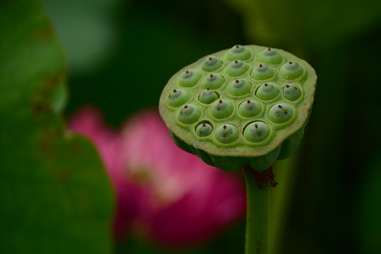 莲蓬莲子肉