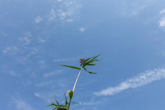 风中的芦苇