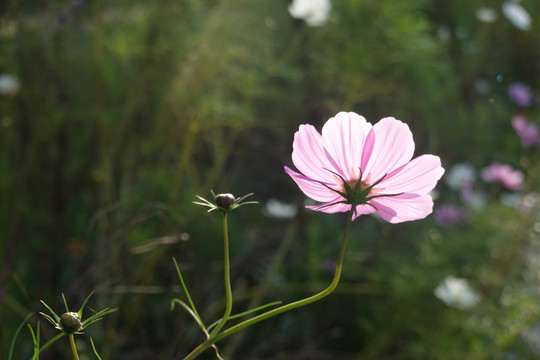 格桑花