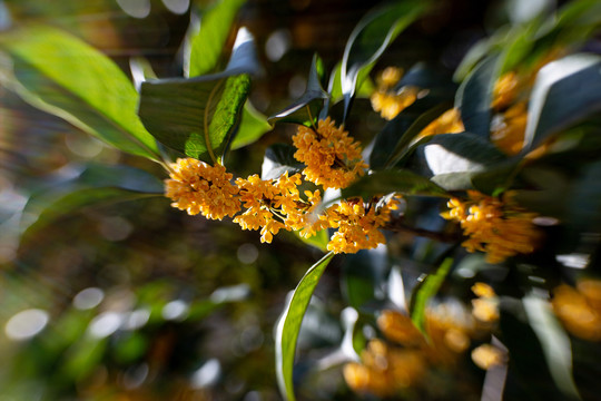 桂花