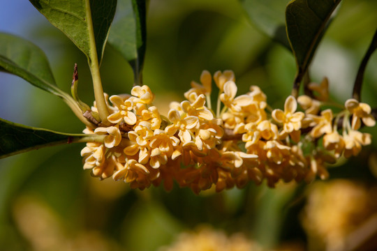 桂花枝