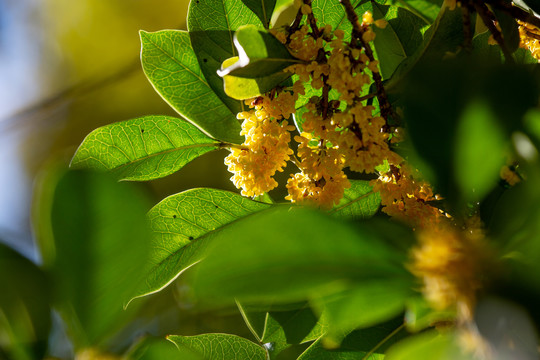 桂花