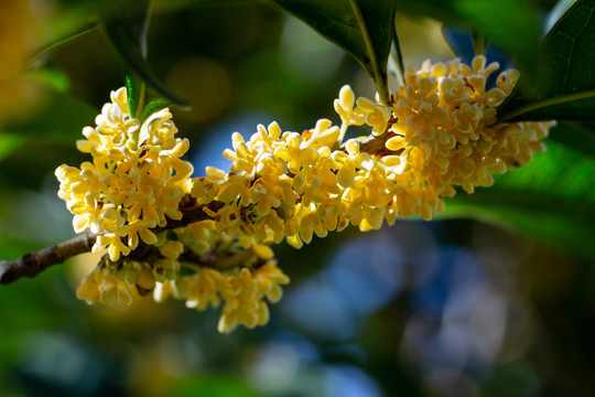 桂花