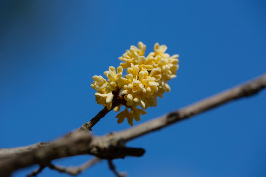 桂花飘香