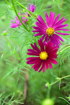 格桑花