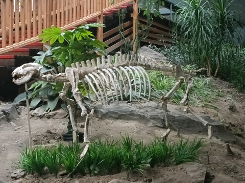 巨鬣狗化石
