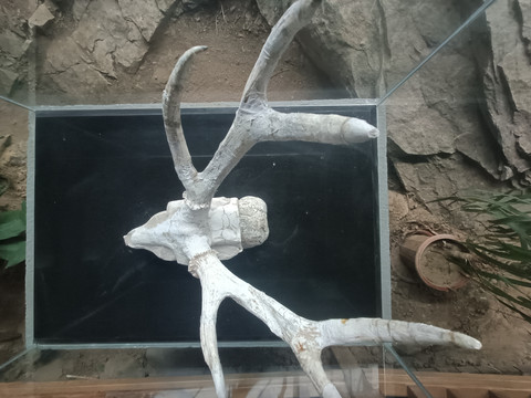 祖鹿头骨化石