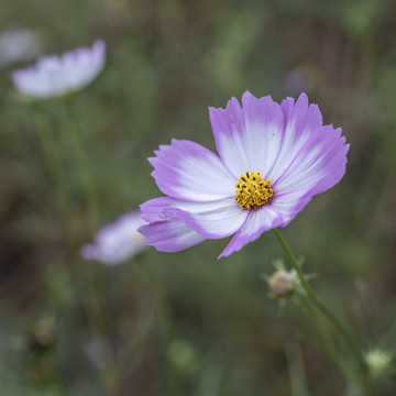 格桑花