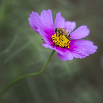 格桑花