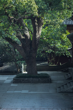 寺庙里的参天大树