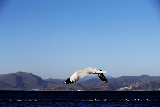海鸥