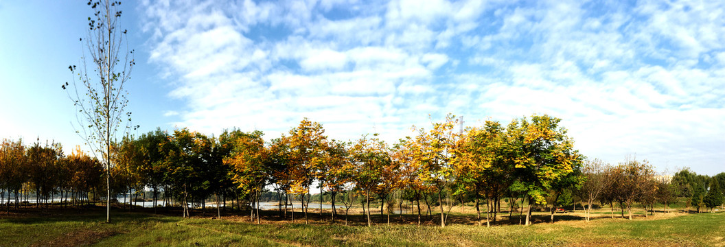 秋天的树和蓝天