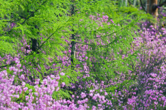 春季松树杜鹃花