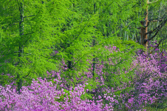 春季松树杜鹃花