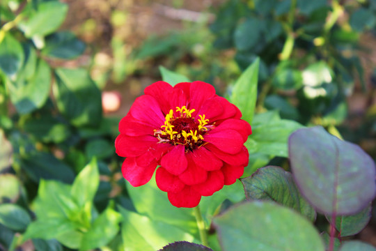 菊花