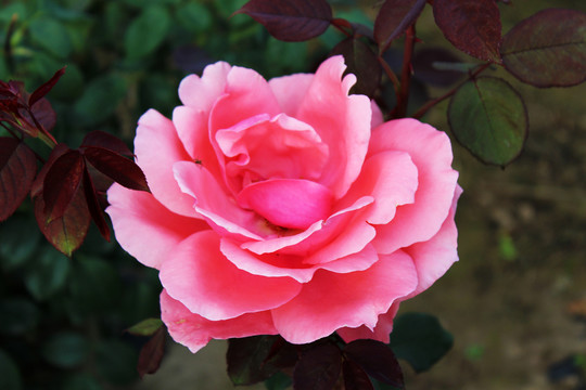 粉色的花