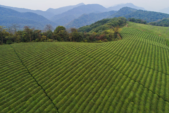 茶园茶山