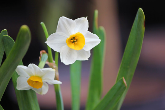 水仙花