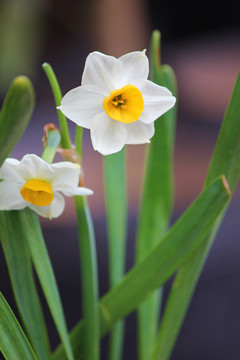 水仙花