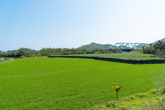 春天的田野