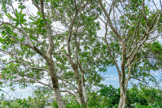 海南热带雨林茂密森林植被