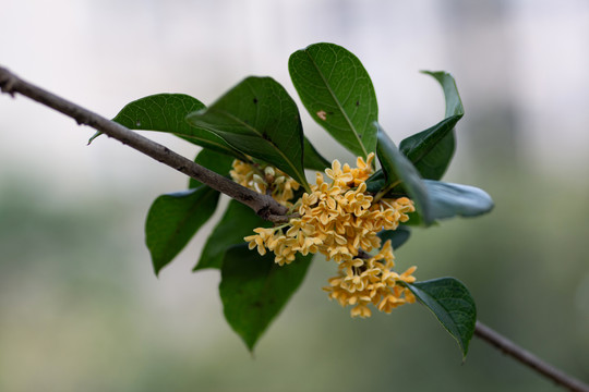 桂花枝