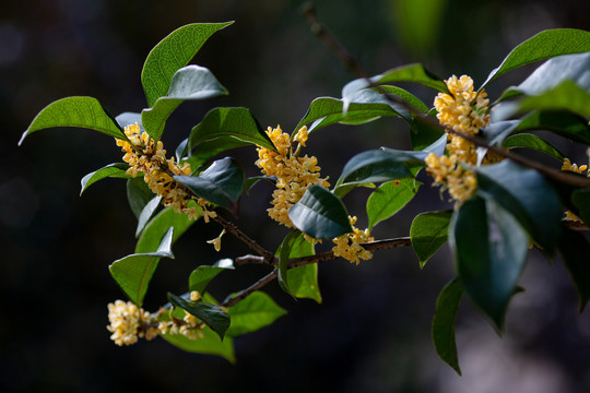 桂花枝