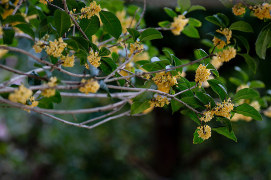 桂花枝