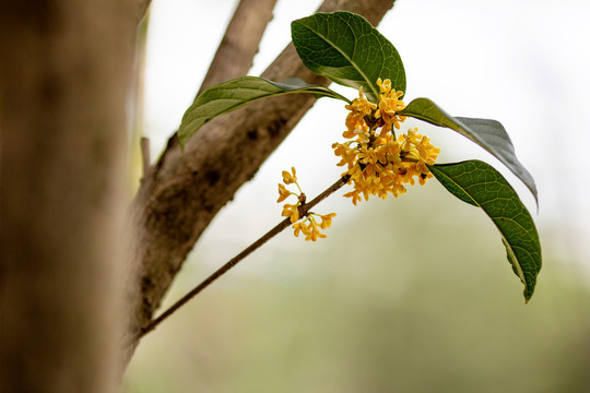 桂花枝