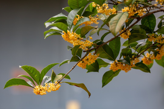 桂花枝