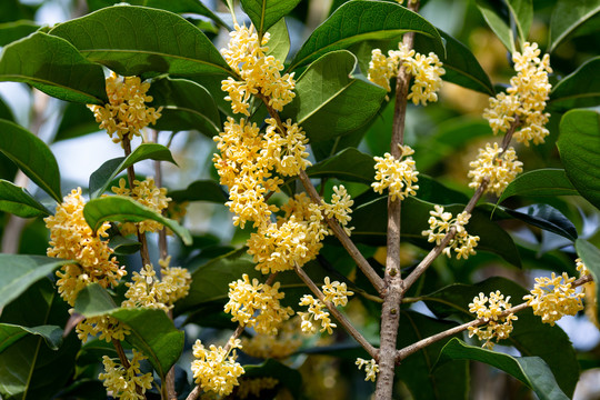 桂花枝