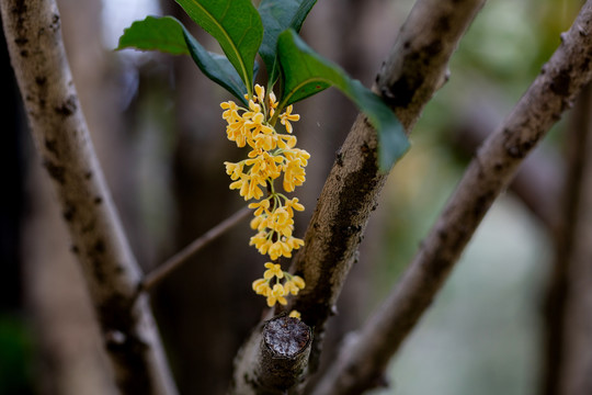 桂花枝