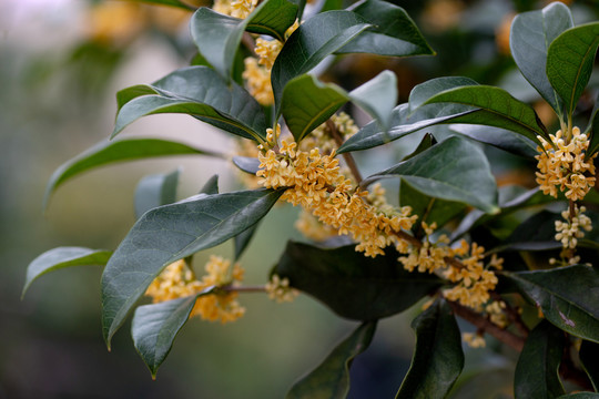 桂花枝