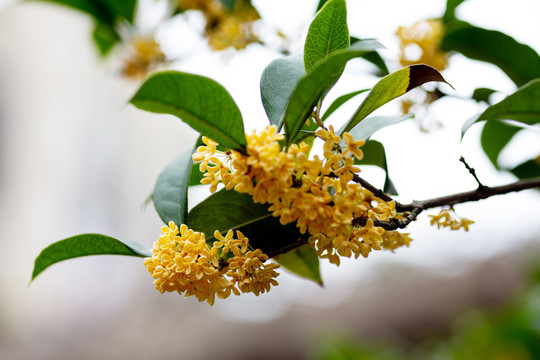 桂花枝