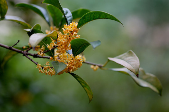 桂花枝