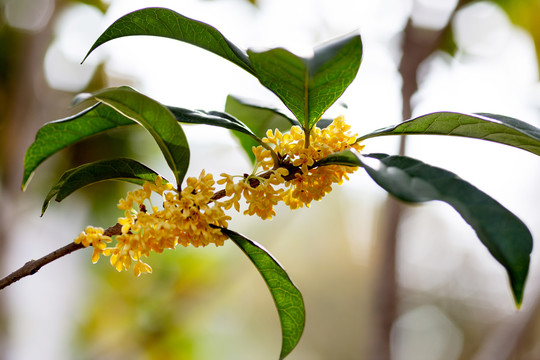 桂花枝