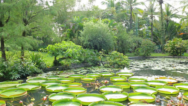 荷花池莲叶湖水景点