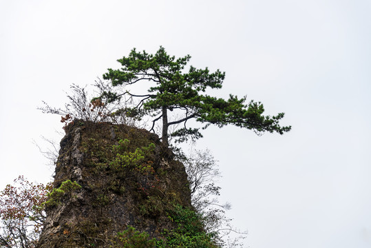 挺立山峰的青松