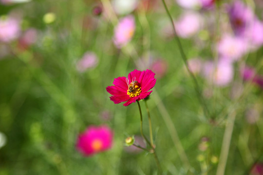 混色波斯菊花