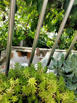 绿色植物与猫咪