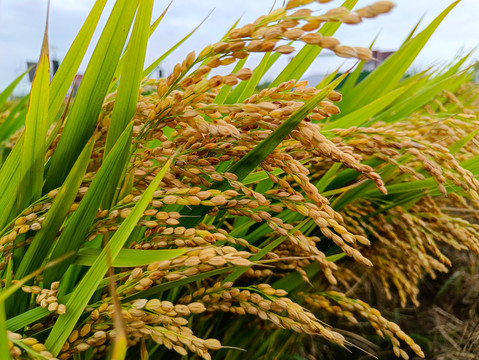 成熟稻米