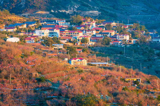 航拍沂蒙山区漫山遍野的果园