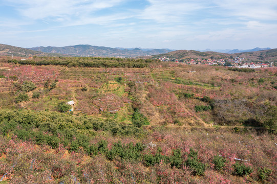 航拍沂蒙山区漫山遍野的果园