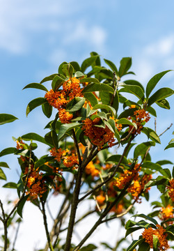 盛开的桂花树