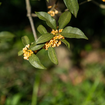 盛开的桂花