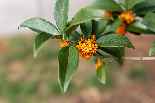 盛开的桂花树