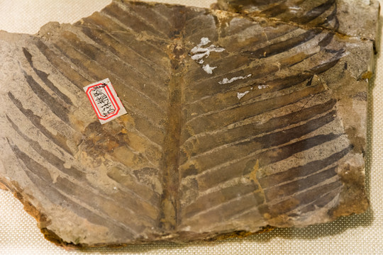 本内苏铁类植物化石侧羽叶