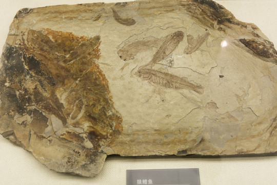 广东狼鳍鱼化石